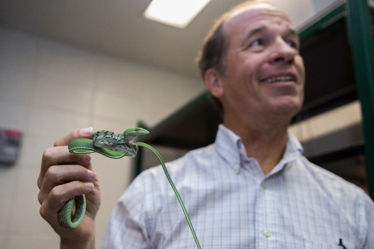 Professor Bruce C. Jayne, PhD assistant department head shown here with one of his snakes at his lab at Rievschl. UC/ Joseph Fuqua II
