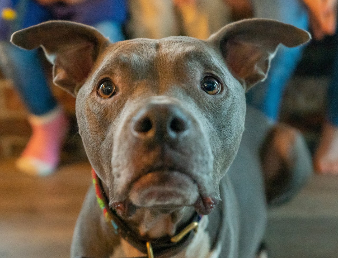 a dog with perked up ears waiting for a treat