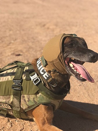 a dog wearing hearing protection