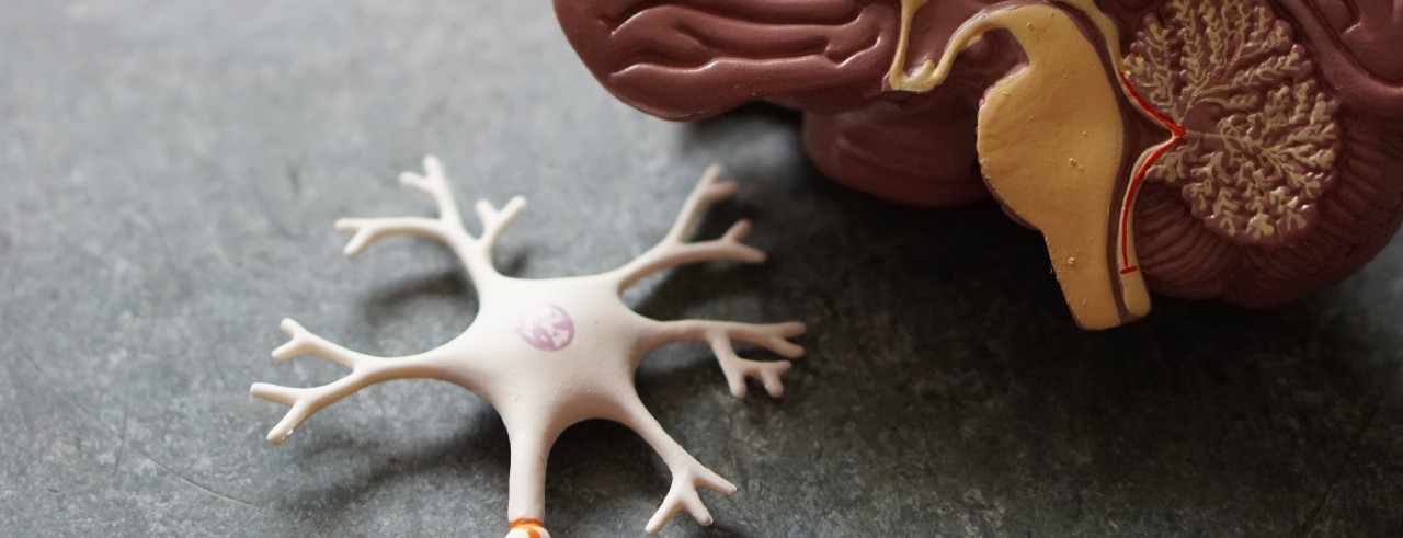 Nerves and the brain 