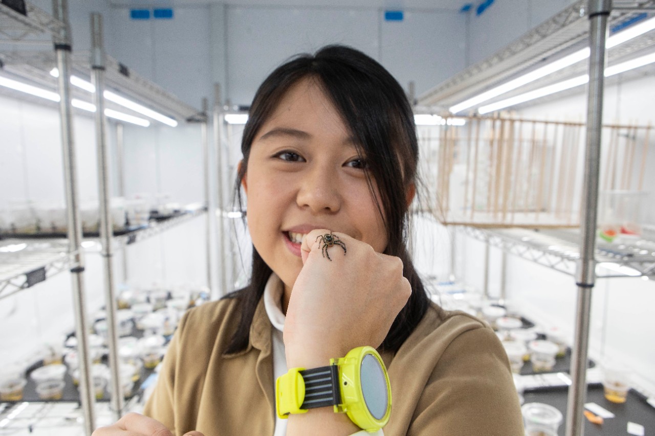 UC student Jenny Yi-Ting Sung holds a spider in a biology lab.