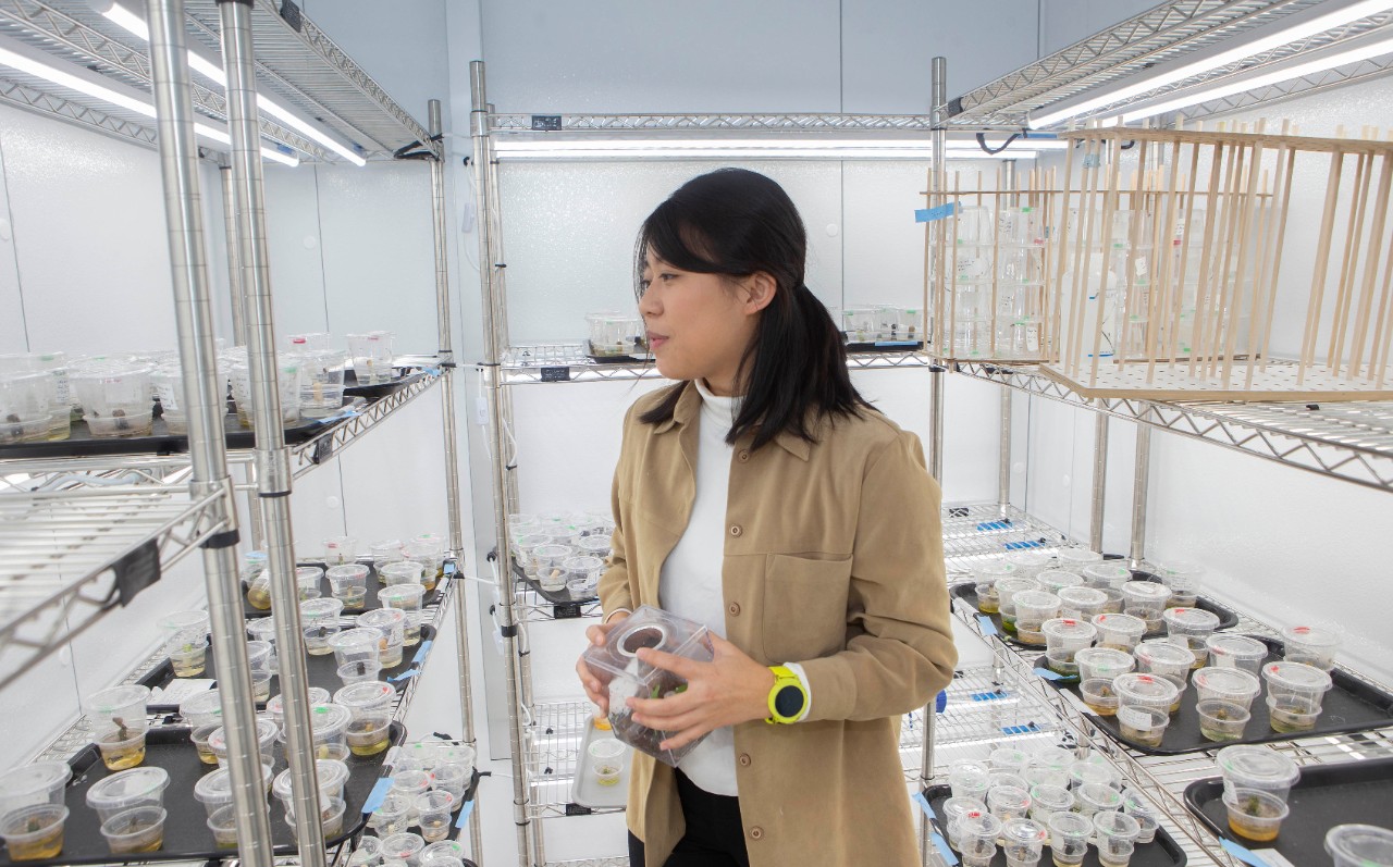 Jenny Yi-Ting Sung  PhD student at University of Cincinnati is looking at the evolution of Chinese opera masks and how these social customs compare to evolution of communication cues in nature at Rieveschl. UC/Joseph Fuqua II