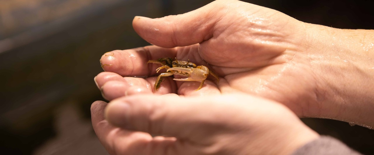 A fiddler crab