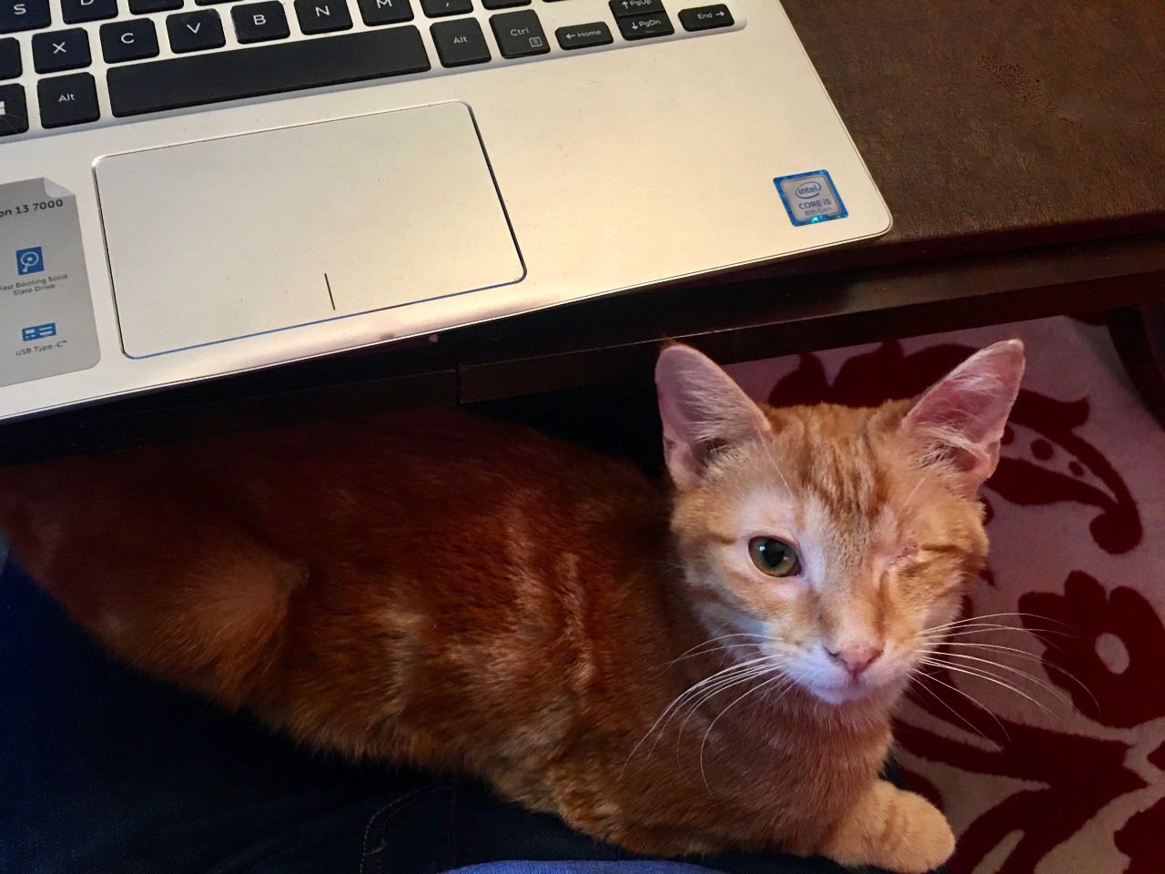 A one-eyed orange cat lies next to a laptop computer.