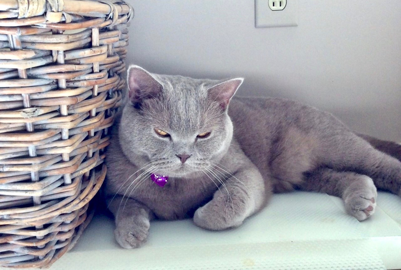 Gray cat lying next to a large basket.