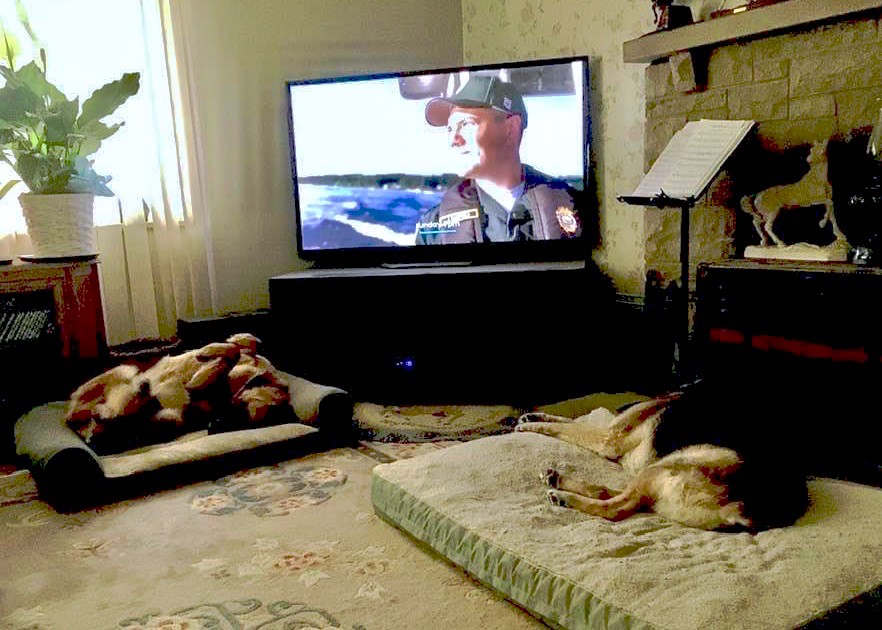 Two dogs sleep in front of TV.