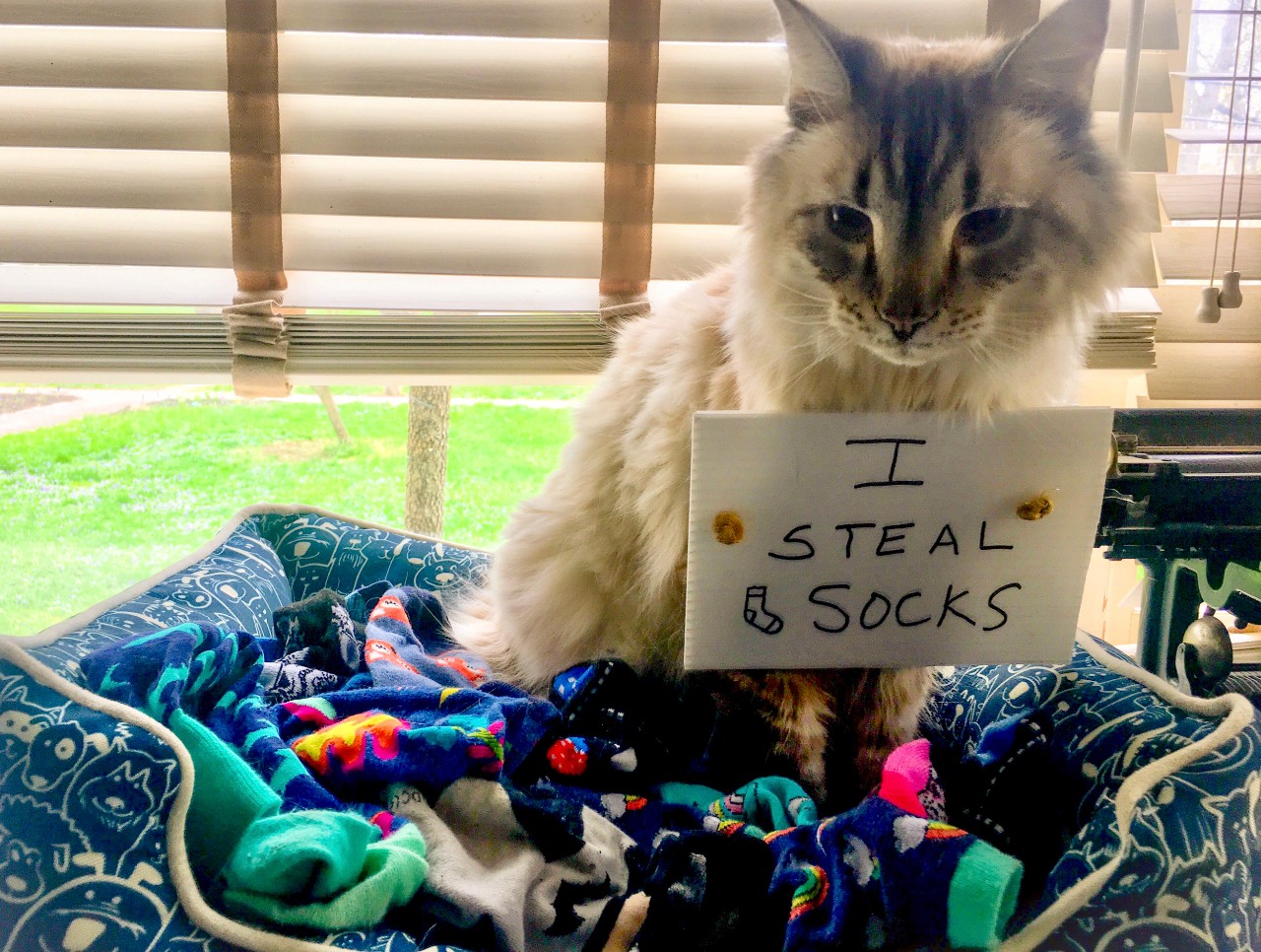 A cat sits in a pet bed surrounded by socks wearing an "I steal socks" sign.