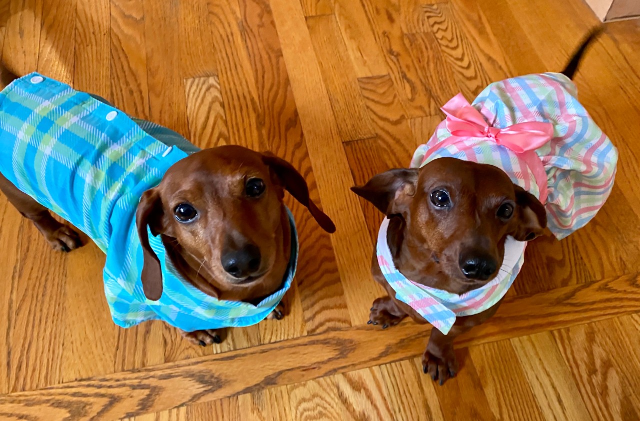 Two dachshund dogs dressed in aprons.