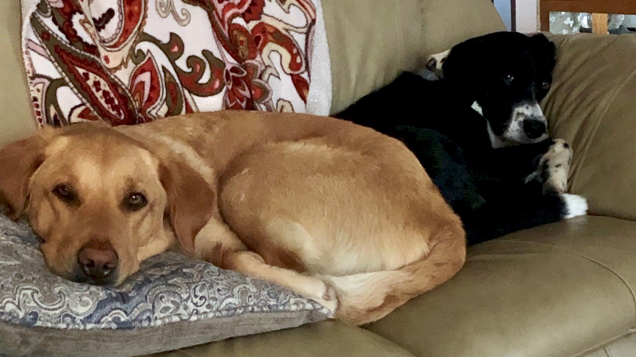 Two dogs; a yellow lab and a Brittany mix lying on a couch together..