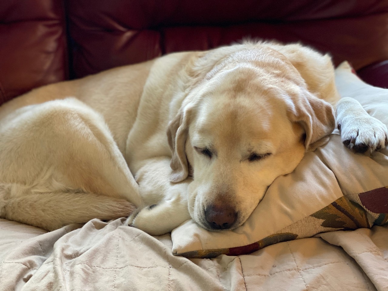 Yellow lab dog sleeping on bed.