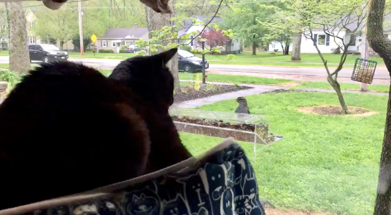Black cat staring out the window at a bird eating at a feeder.