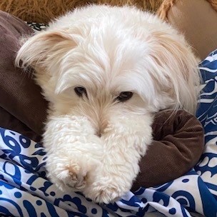 White Poodle dog lying on bed with front paws stretched out.