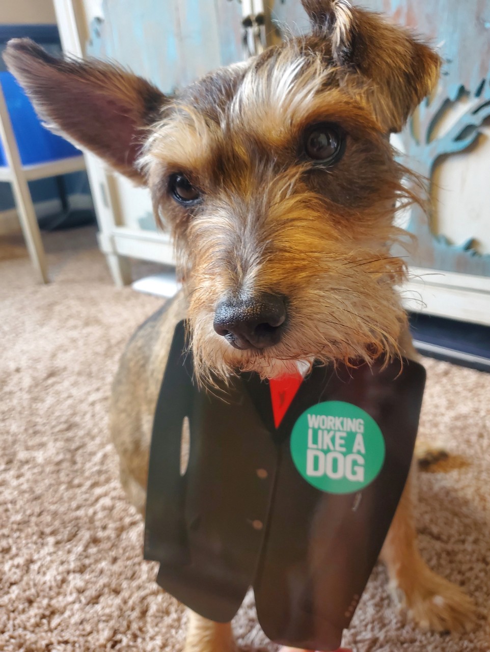 Brown dog wearing a suit jacket and tie.
