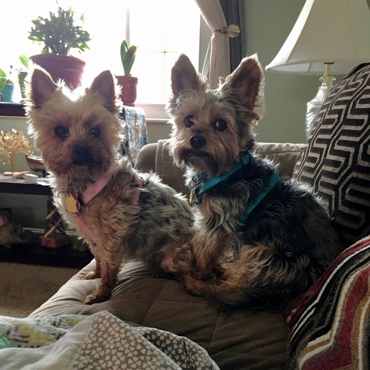 Two Yorkie dogs sitting on a couch.