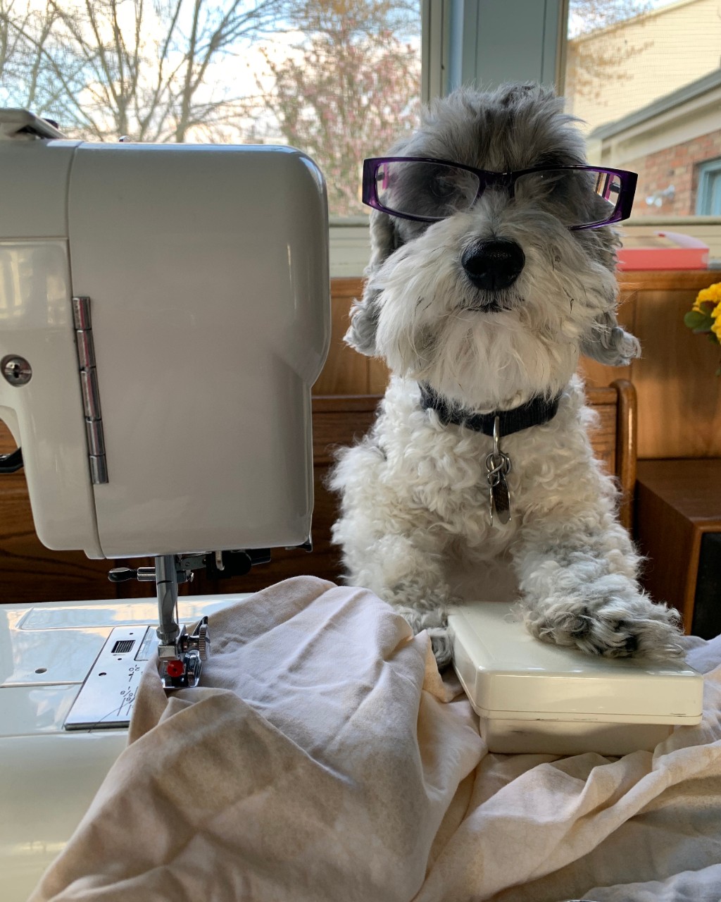 White dog wearing glasses at a sewing machine.