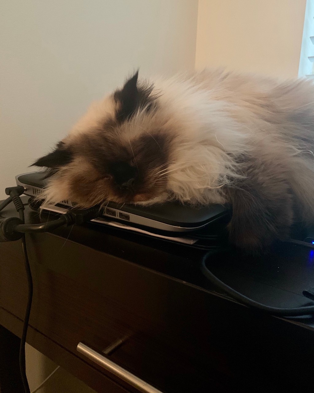 Long haired Siamese cat sleeping on a closed laptop.
