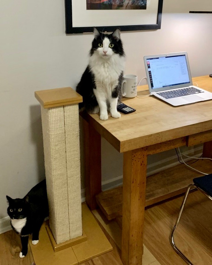 Two black cats. One standing on a desk, the other on the floor next to a scratching post.