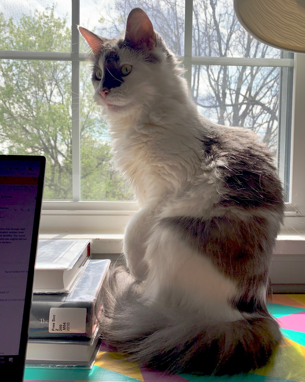 Orange and white cate sitting on a desk with books.