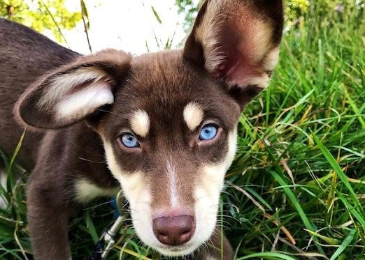 Brown puppy with blue eyes stares straight ahead.