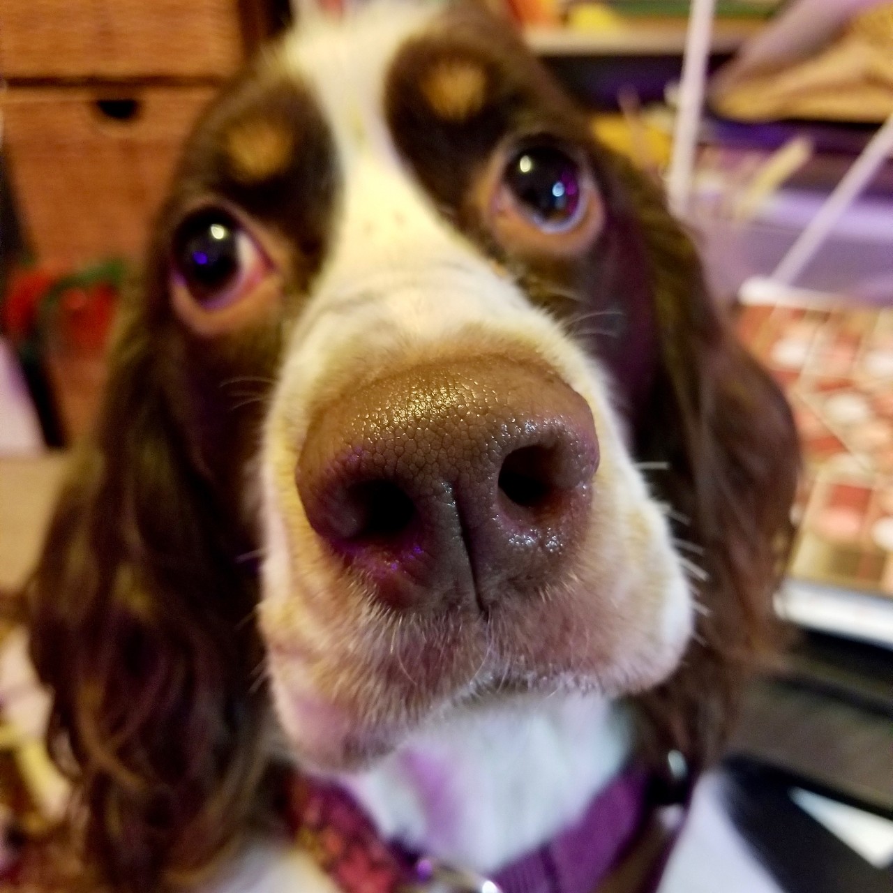 Close-up of brown and white dog's face.