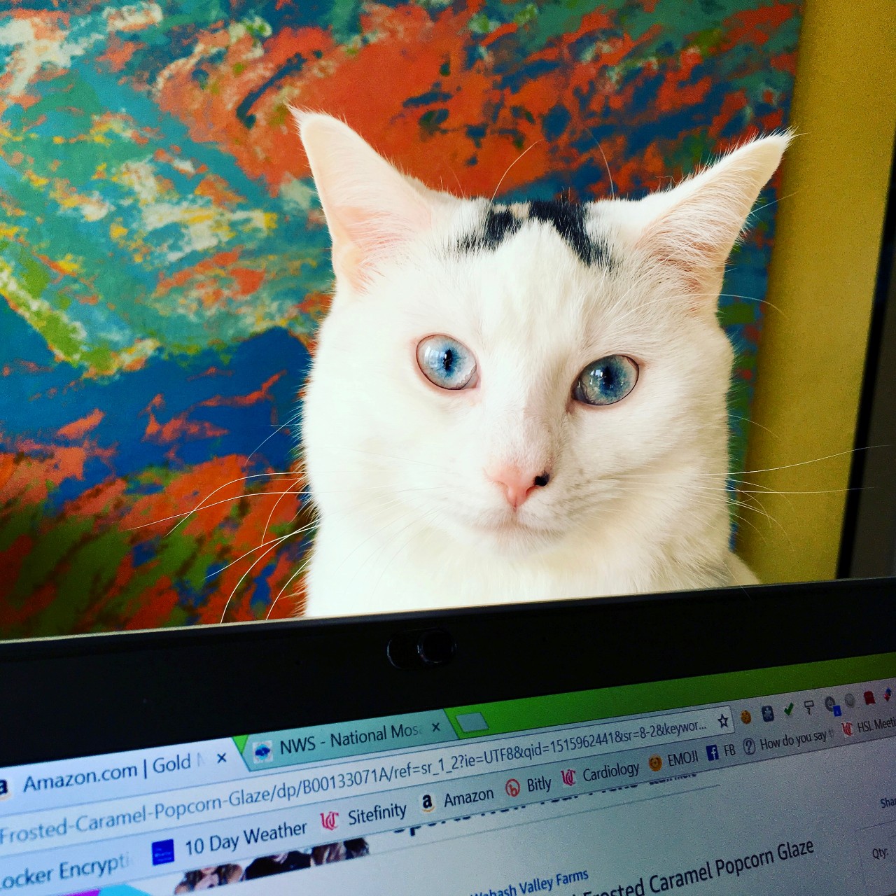 White cat's face looking over top of laptop screen.