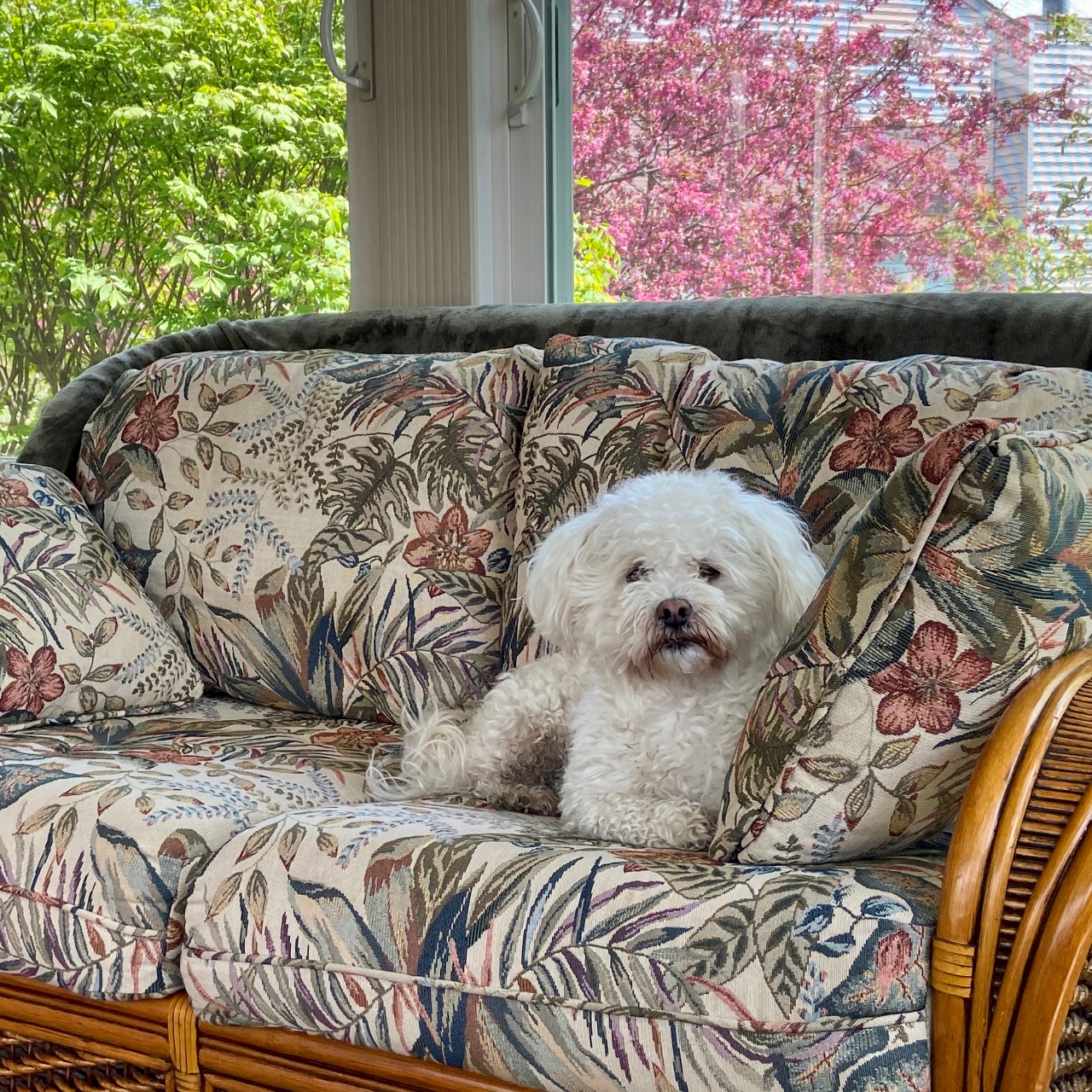 White Poodle lying on a patio couch.