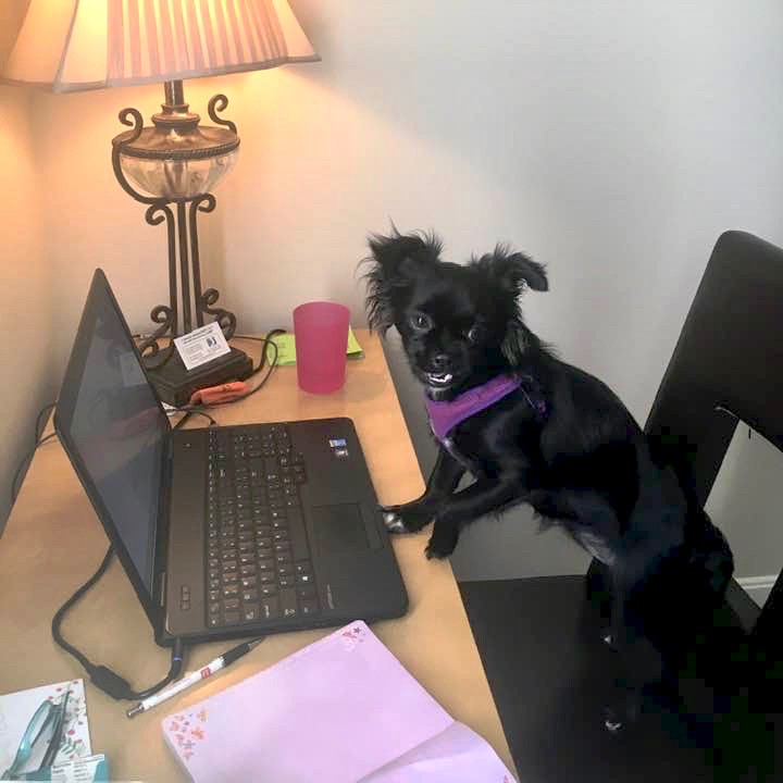Little black dog stands on desk chair in front of a laptop computer.