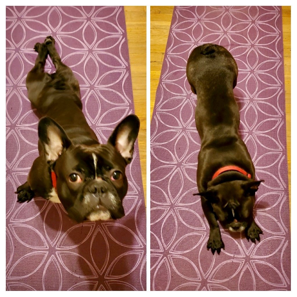 Split screen with a black French Bulldog in each screen.
