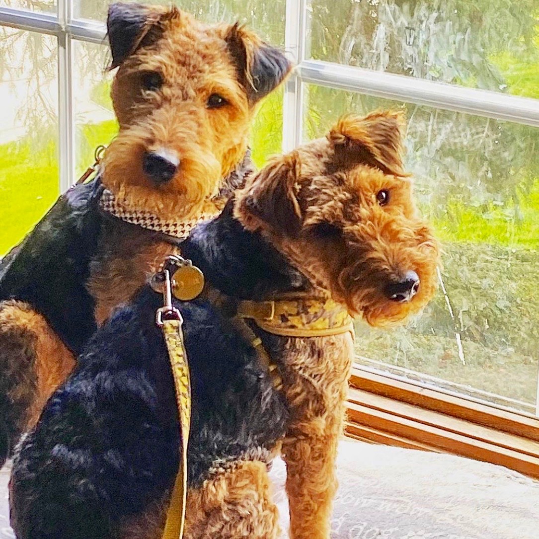 Two Welsh Terriers stand in a window.