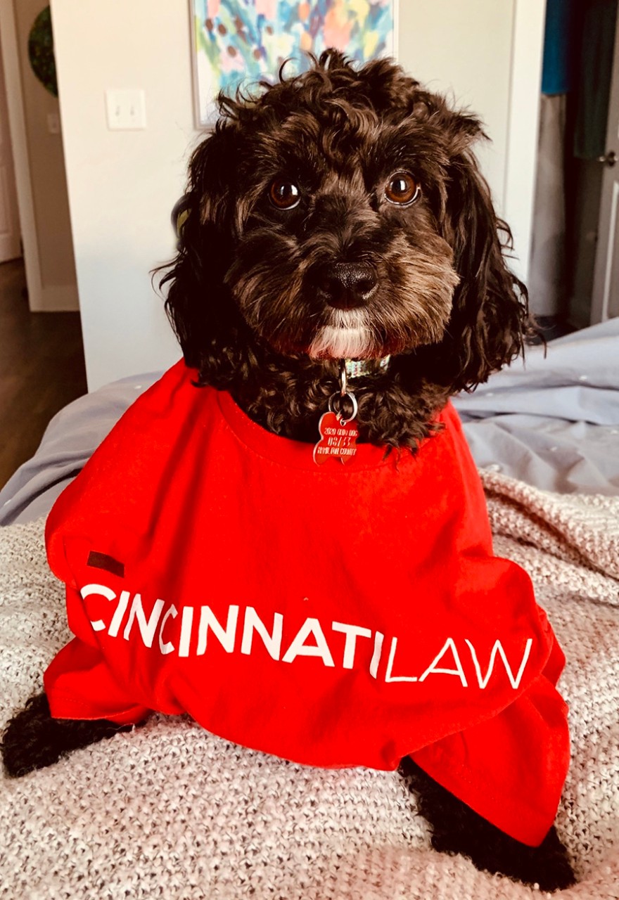 Black dog wearing a Cincinnati Law T-shirt.