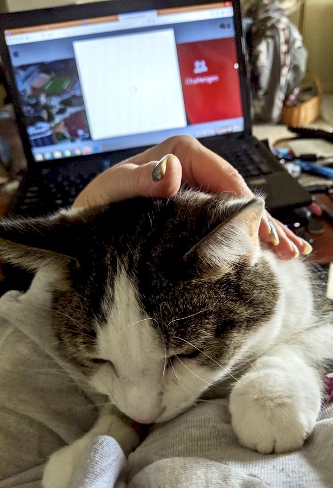 Brown and white cat lying in front of a laptop computer.