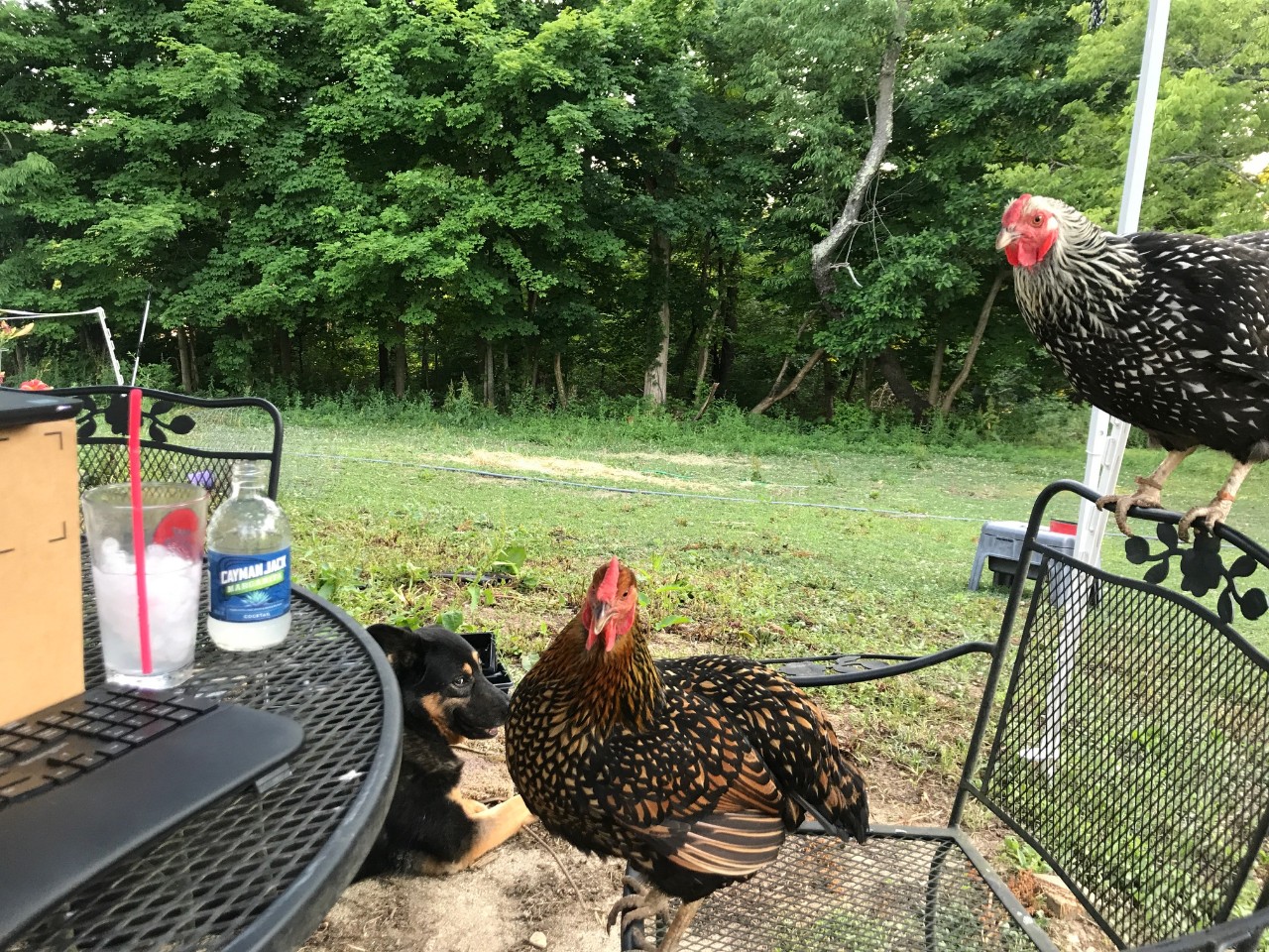 Two chickens stand on a patio chair near a table with a laptop.