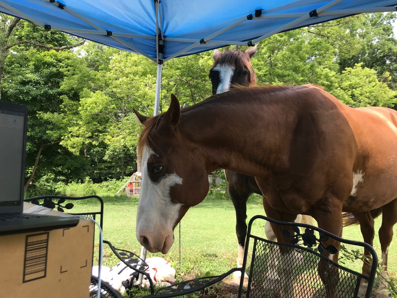 Two brown horses stand near a patio table with a laptop.
