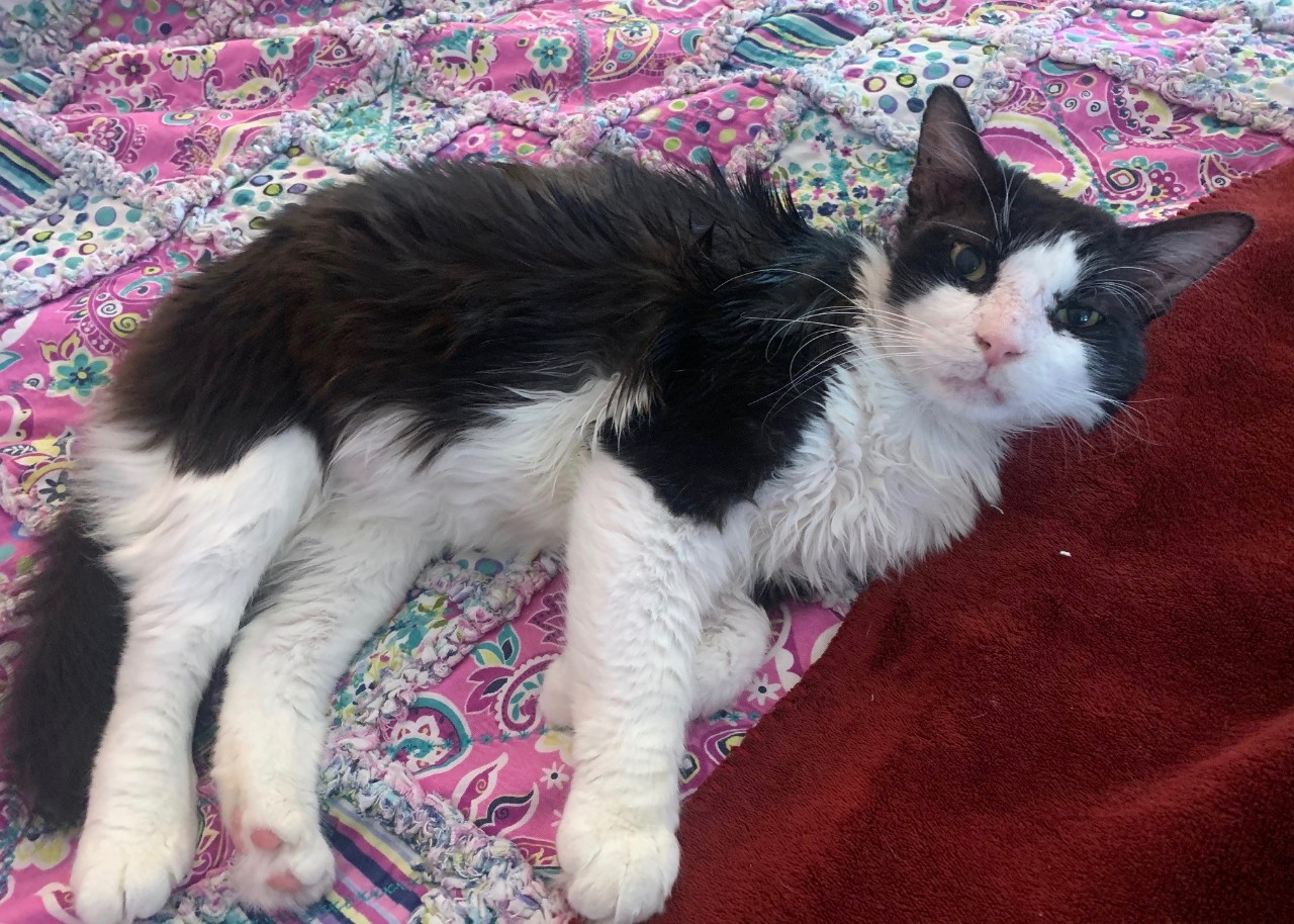 Black and white cat lying on a bed.