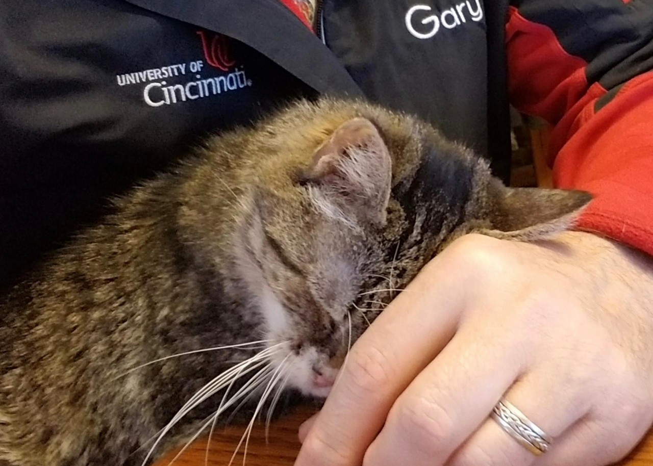 Striped cat sits on a man's lap with his head buried in man's hand..