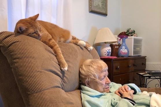 Women in chair with orange cat on back of chair,