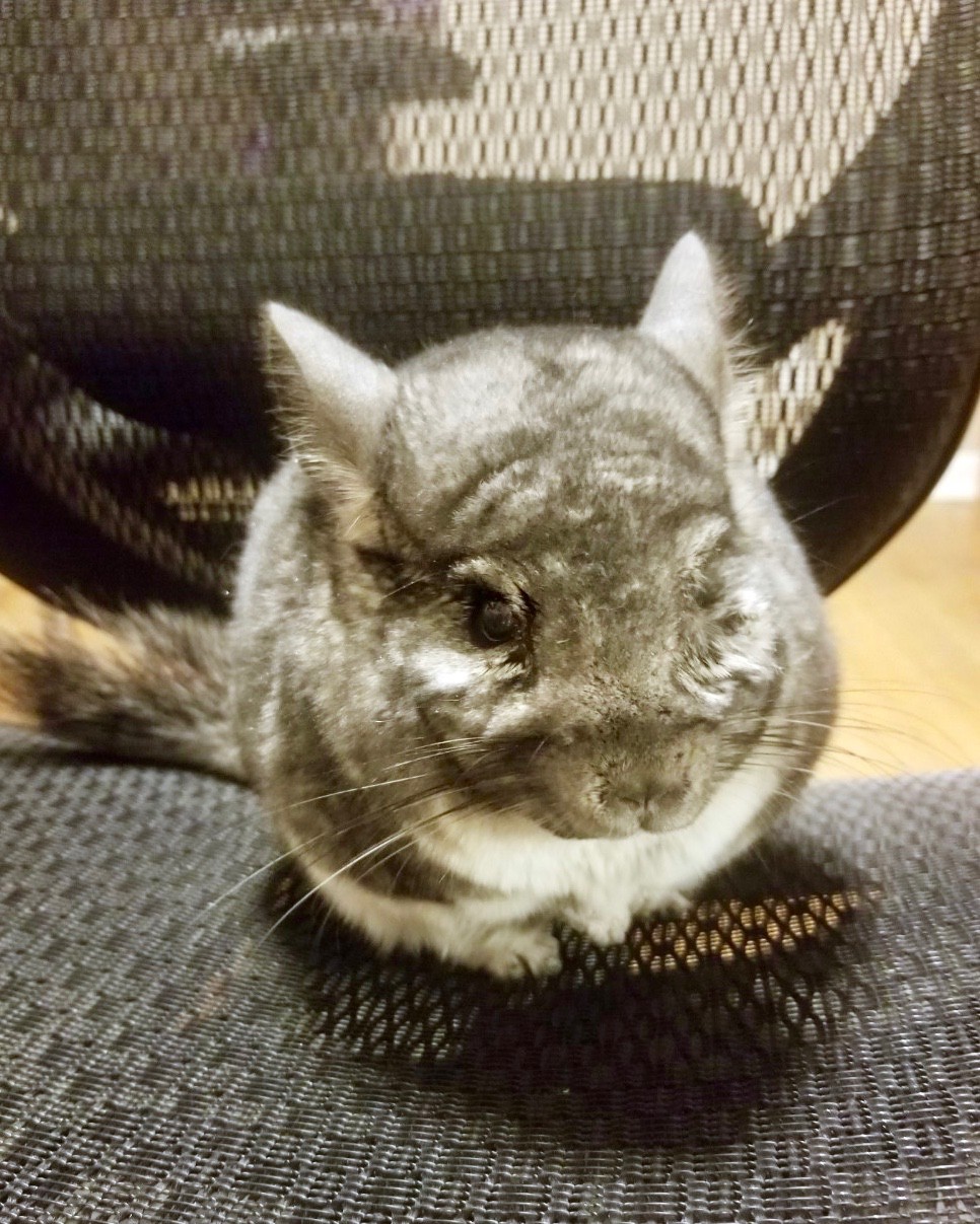 A chinchilla sits on a desk chair.