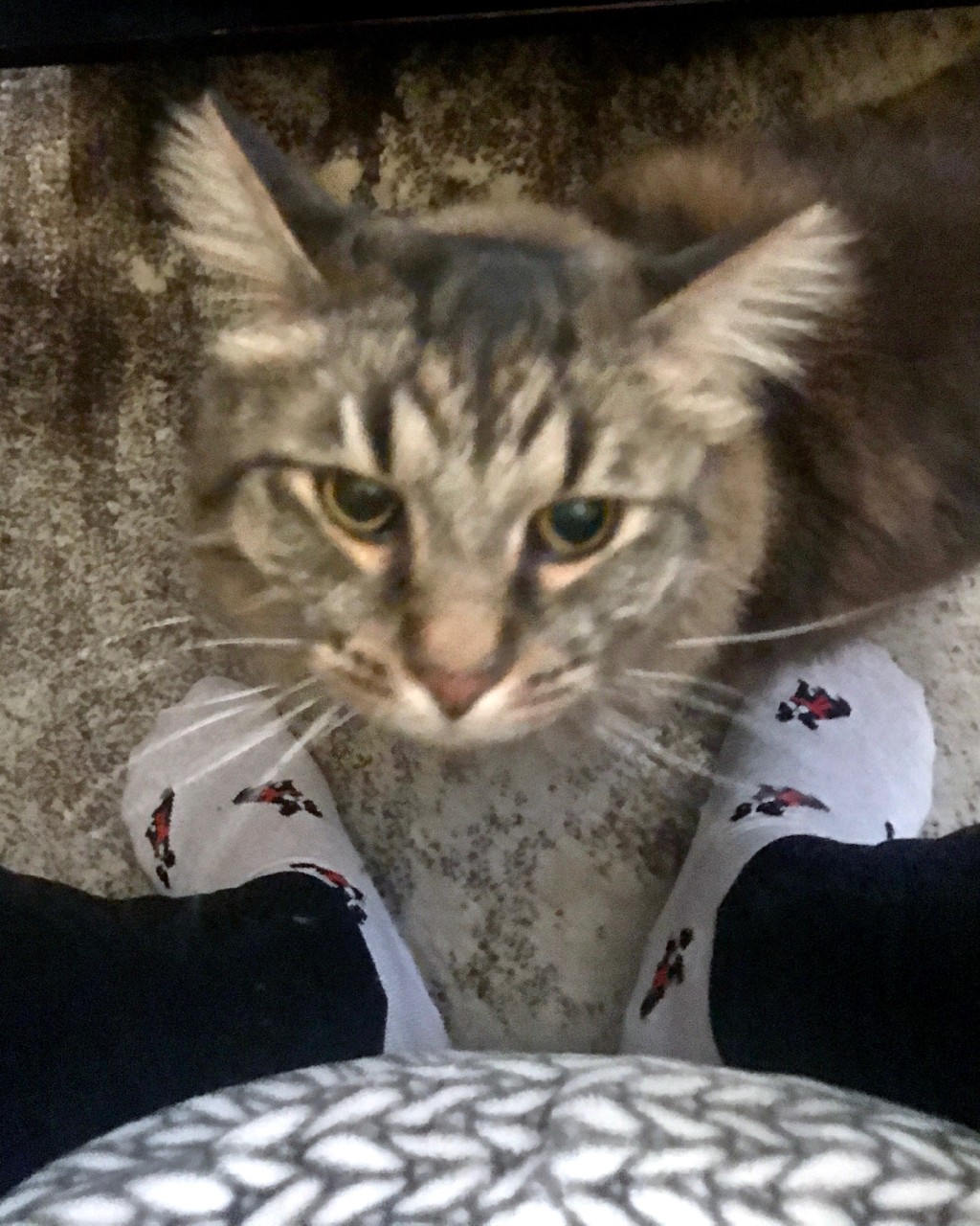 Mainecoon cat sitting between its owner's feet looking up.