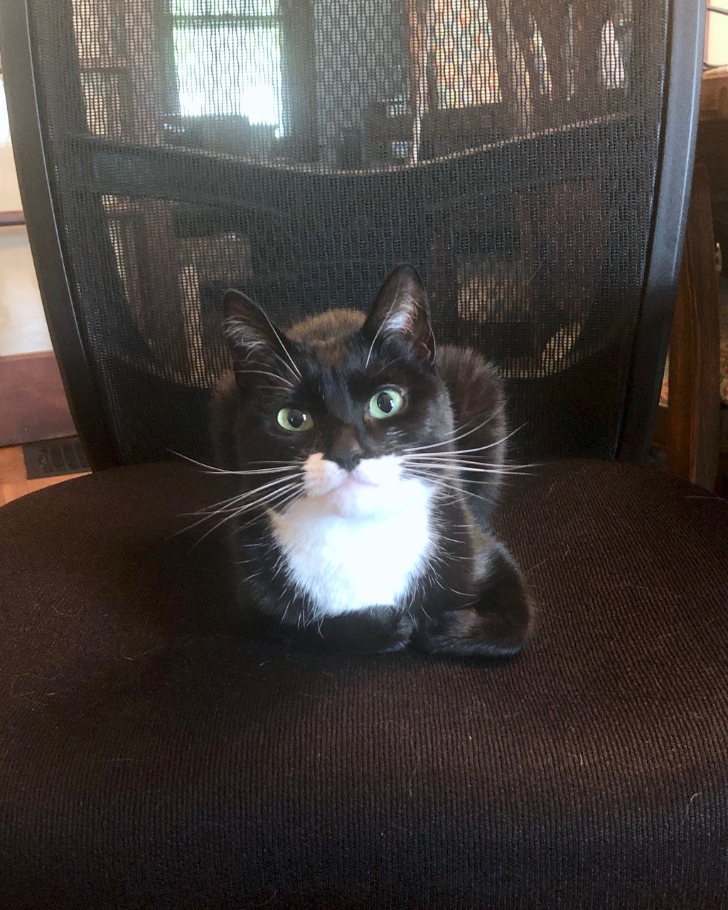 A tuxedo black and white cat sitting on a desk chair.