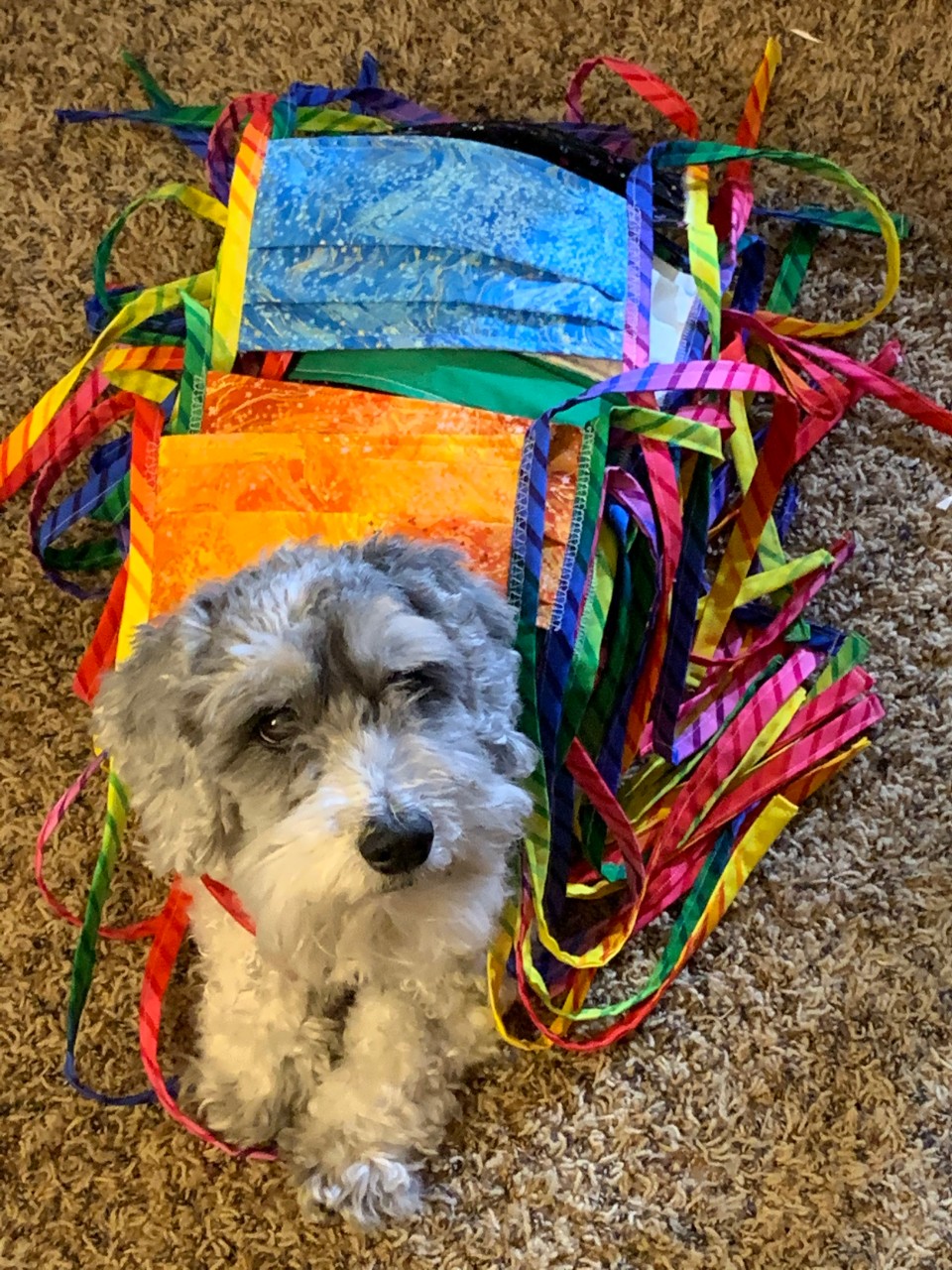 small schnauzer dog covered in homemade face masks for COVID-19.