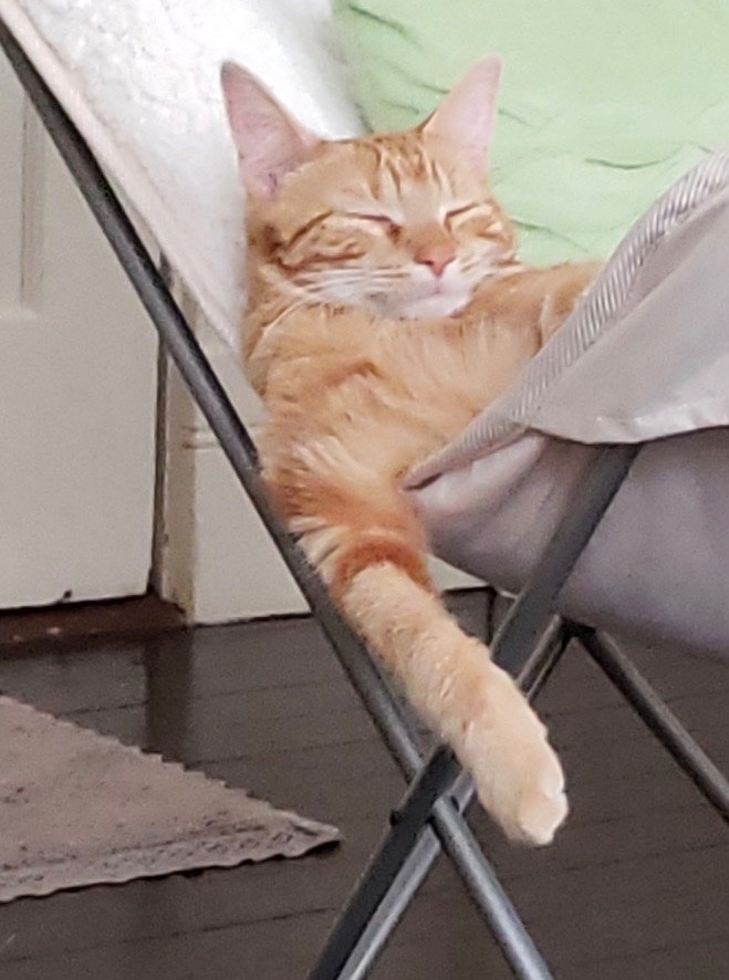 Orange and white cat sleeping in chair with arm hanging over.