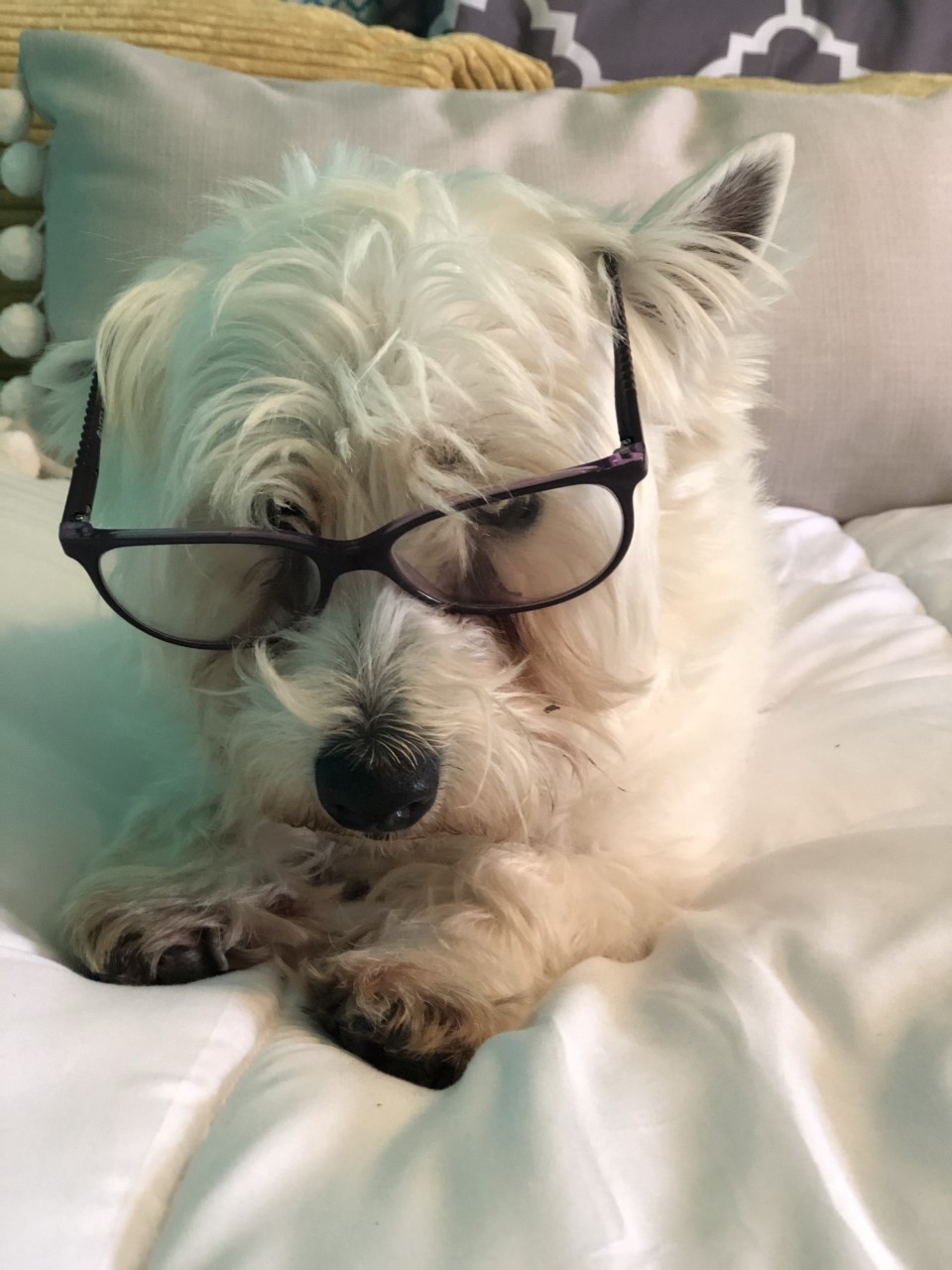 White dog wearing black rimmed glasses.
