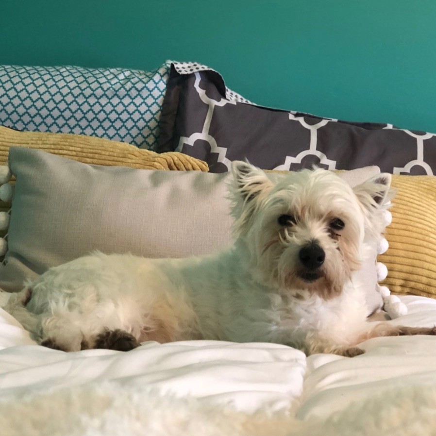 White dog lying on a bed.
