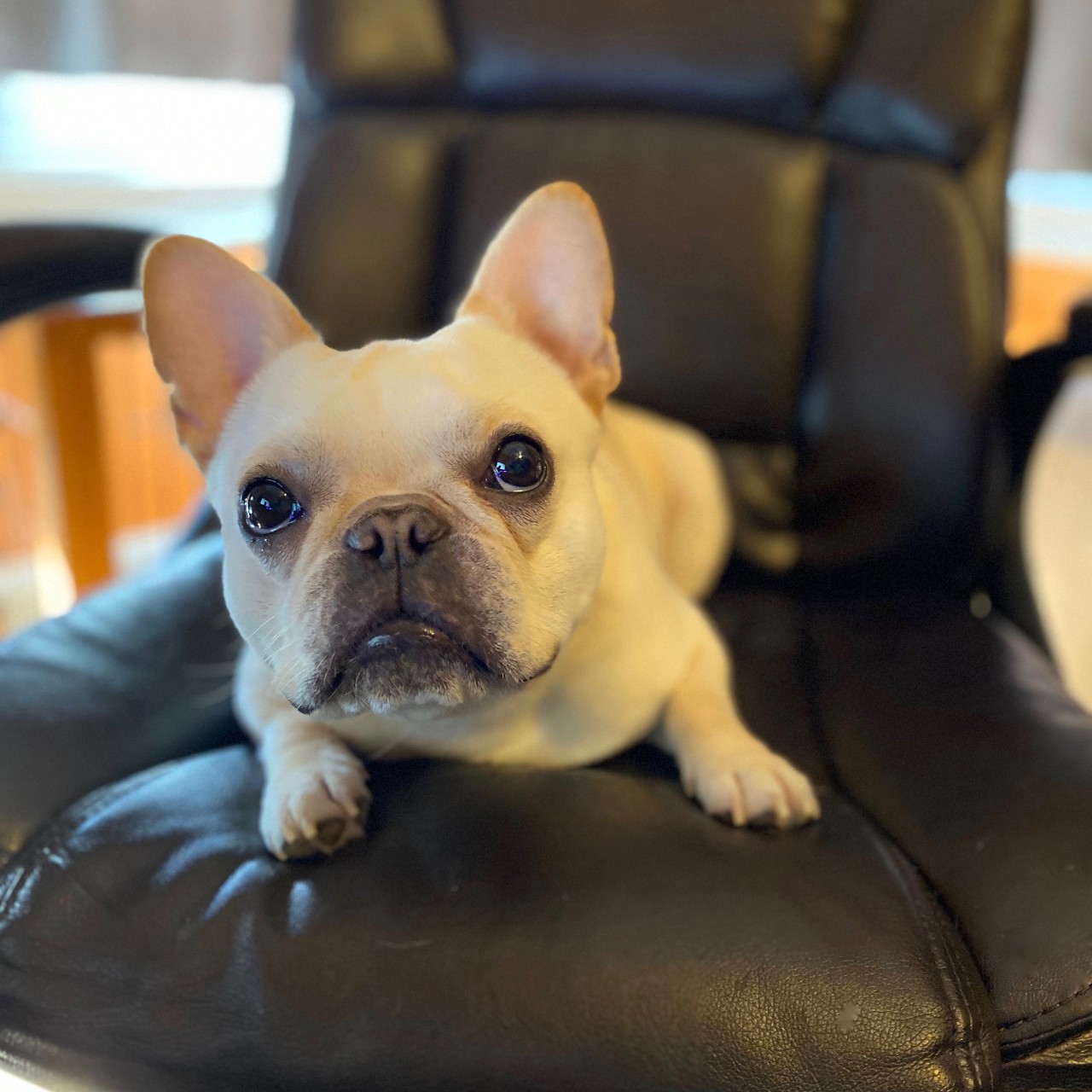 Golden French Bulldog sits in black leather chair.