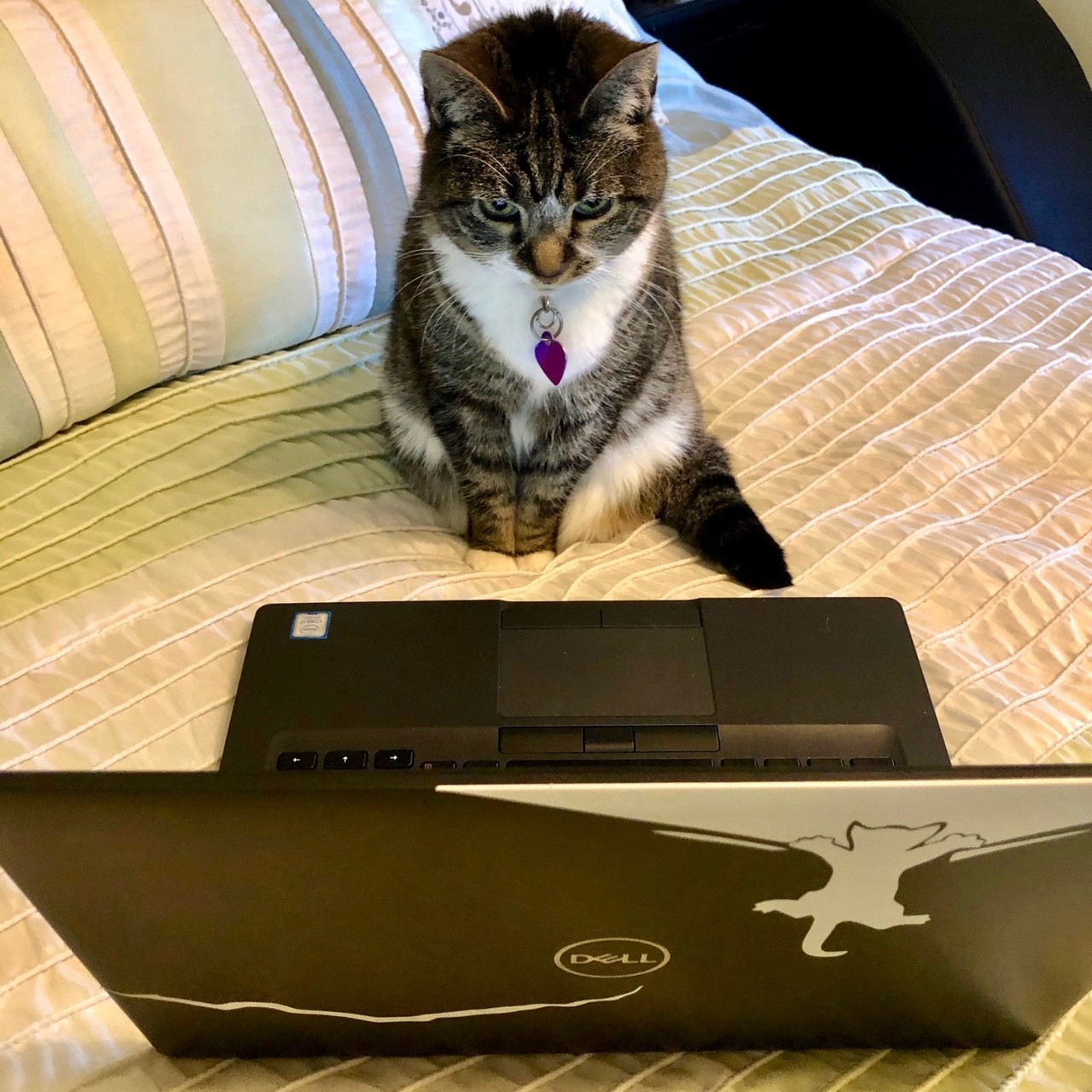 Gray and black stripped cat stands on bed staring at laptop computer.