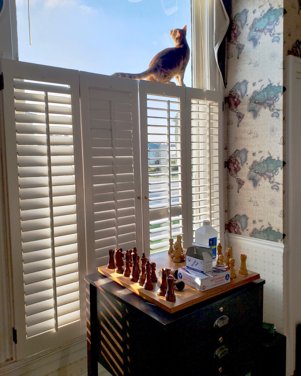 Orange cat sitting on window shutters staring out a window.