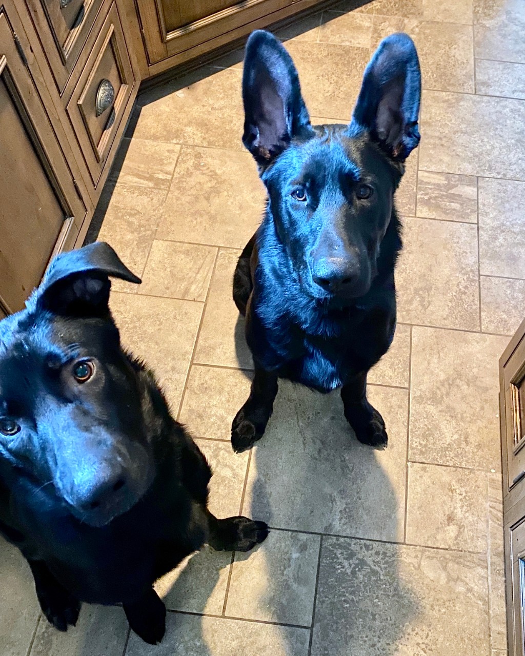 Two black dogs look up from a kitchen floor.