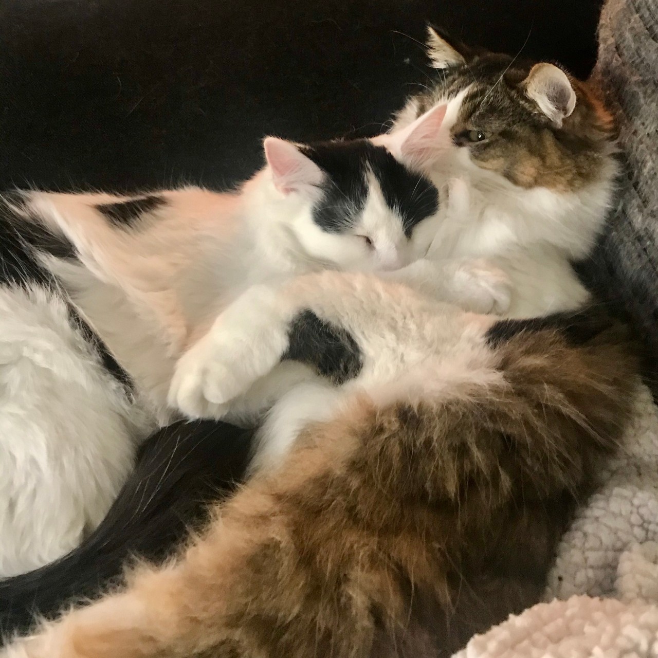 Two cats snuggle together on a couch.