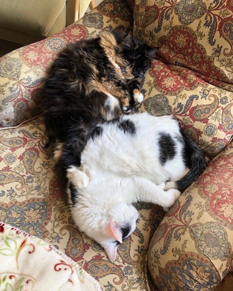Two fluffy cats curled up in an upholstered chair.