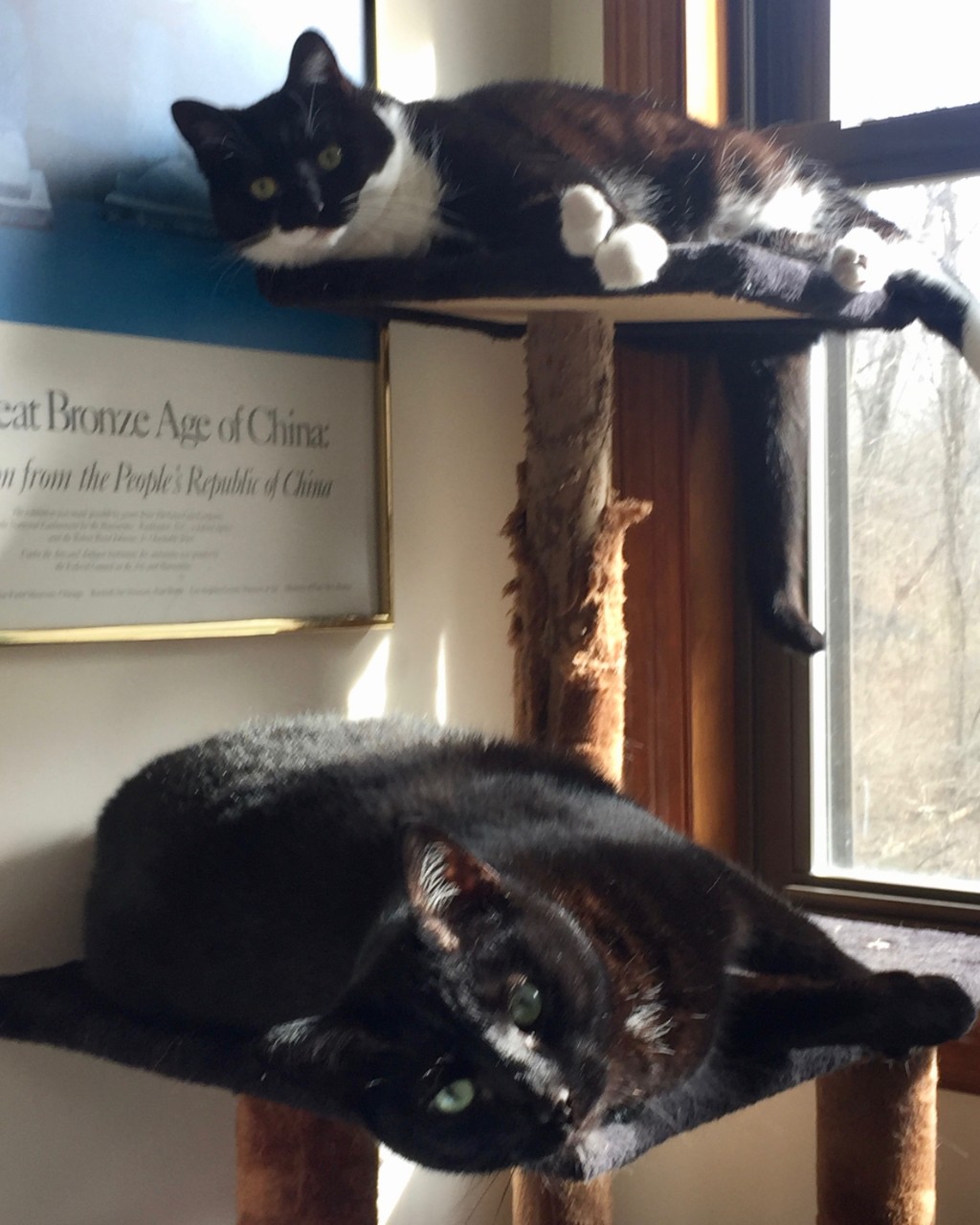 Two black cats lying on separate perches on a cat tree.